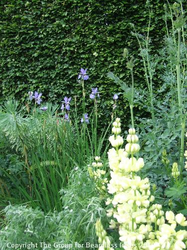 hidcote (20)